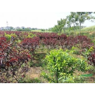 大量供應(yīng)紅葉李小苗