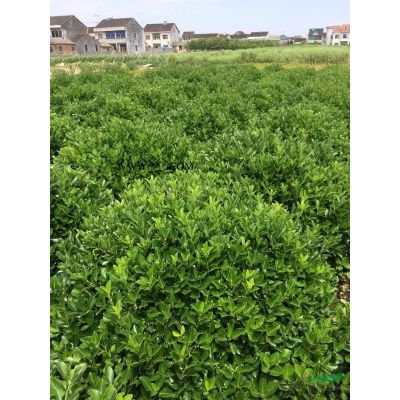 黃山欒樹12
