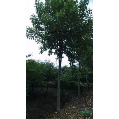 湖北地區供應3-4公分紅楓
