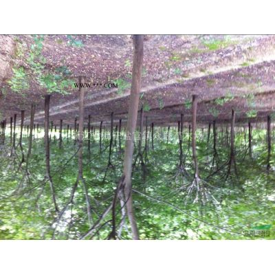 浙江浙江櫸樹 樸樹  無患子信息