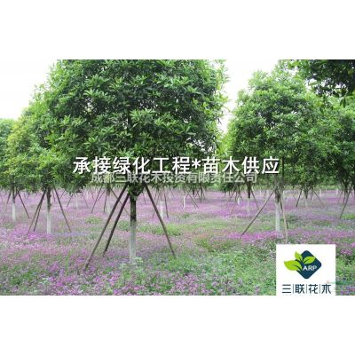 供應櫻花 成都晚櫻基地、陜西湖南湖北購買晚櫻的看過來
