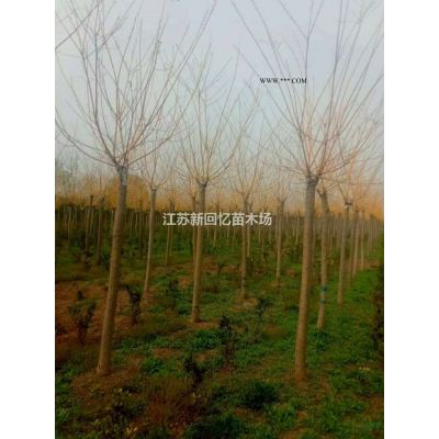美國紅火箭紫薇，紅火球，天鵝絨紫薇哪里好/哪家便宜