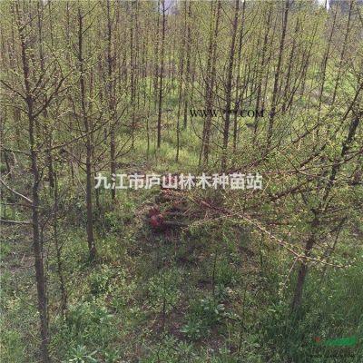 供應紫薇地徑2到3公分