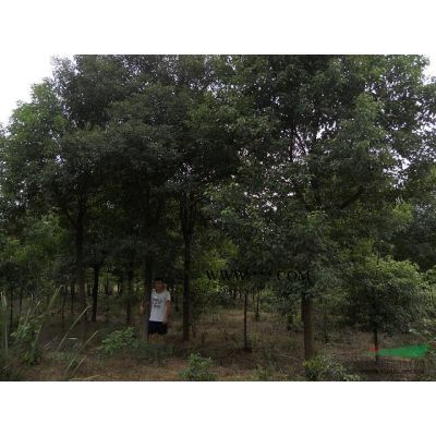 櫸樹價格 10公分櫸樹--20公分櫸樹基地