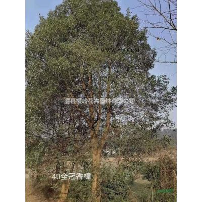 鄉土皂角樹，樸樹，櫸樹，烏桕樹，欒樹，馬桂木都有。