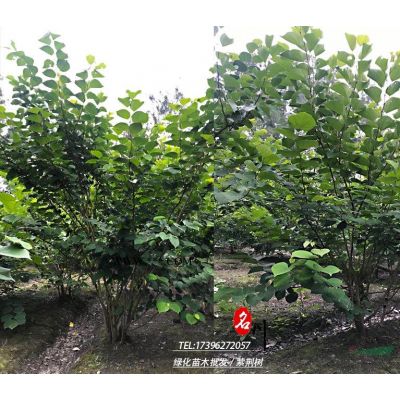 紫薇樹種植基地_行道樹紫薇_紫薇花瓶價格_癢癢花籬笆_造型紫薇_庭院造型樹_別墅綠化