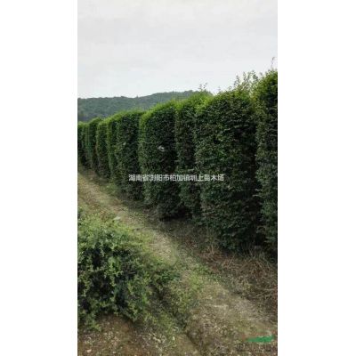*新湖南綠化苗木櫸樹特價直銷_湖南櫸樹-櫸樹價格-櫸樹圖片