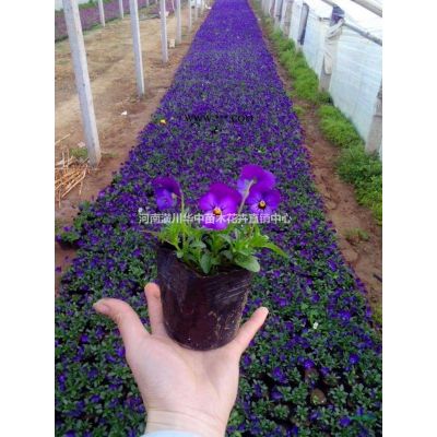 大量低價供應欒樹、紫荊、紫薇、銀杏、廣玉蘭、法桐