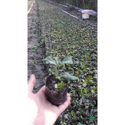 米徑2－4CM黃山欒樹 6萬棵