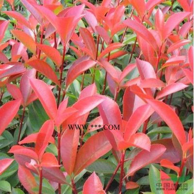樸樹價格、*新樸樹價格、大規格樸樹價格。