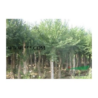 潢川芝櫻銷售價格芝櫻花種植基地照片