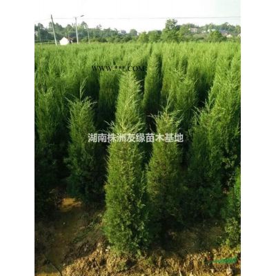 櫻花樹價(jià)格／湖南櫻花樹行情／櫻花種植技術(shù)／日本櫻花／湖南晚櫻