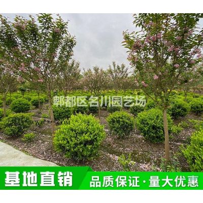 郫縣樸樹基地_5桿叢生樸樹_18-20公分樸樹_房地產樣板樹形_點景樸樹