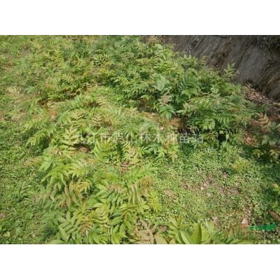 供應櫻花種子