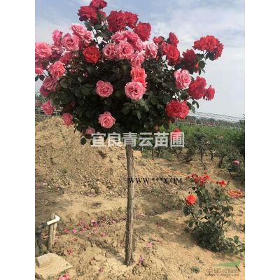 云南櫻花
