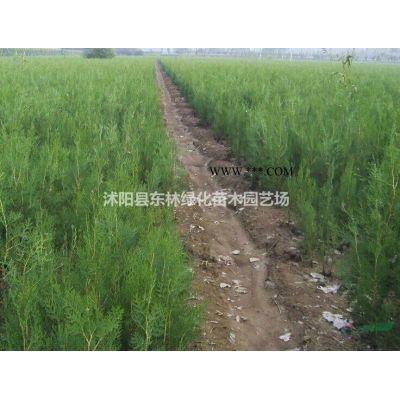 供應(yīng)烏桕價格、烏桕圖片、烏桕產(chǎn)地、烏桕綠化苗木苗圃基地直銷