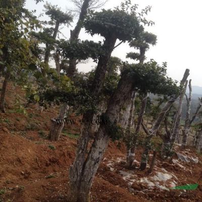 湖北刺冬青，對節白蠟18介紹