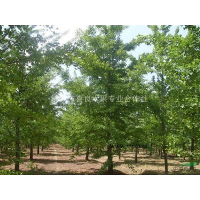 出售大批量各規(guī)格優(yōu)質(zhì)精品早晚櫻花