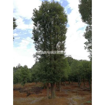 叢生烏桕單桿烏桕移栽控根烏桕