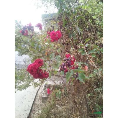 江西2至15公分重陽木介紹
