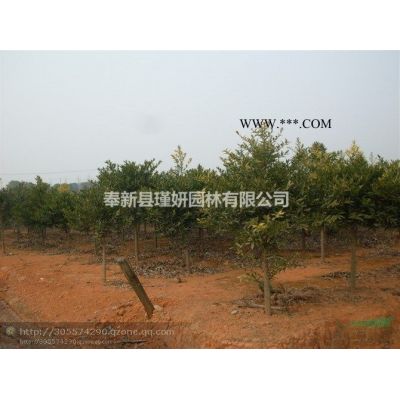 8公分重陽木｜9公分重陽木｜10公分重陽木