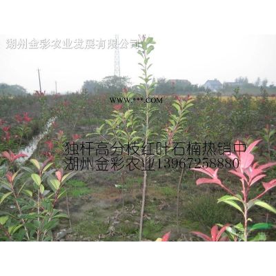 樸樹