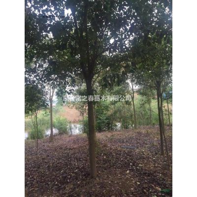江蘇合歡基地 東臺合歡產(chǎn)地直銷 精品合歡