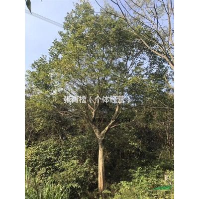 湖北宜昌巿五峰白玉蘭基地/白蠟供應/青楓價格