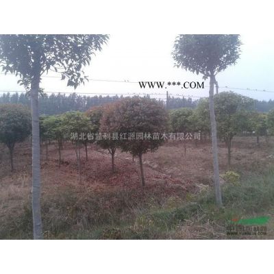 湖北地區供應6-15公分櫻花