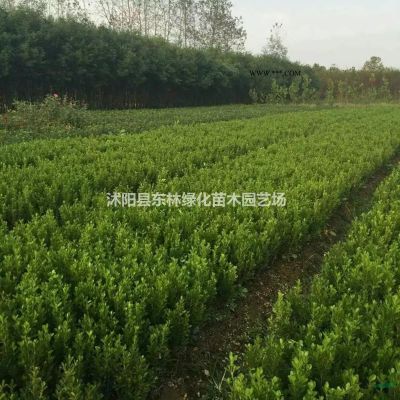 供應(yīng)大葉女貞、合歡、法桐、重陽木、黃連木、香樟、櫻花、紅楓
