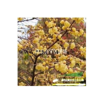 南京國槐價(jià)格 黃金槐價(jià)格 刺槐價(jià)格 龍爪槐 8公分國槐多少錢