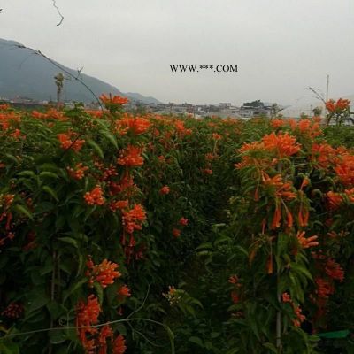 福建漳州供應大批量重陽木