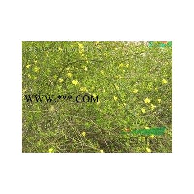 紅花紫薇價格-紅花紫薇圖片-紅花紫薇綠化苗木苗圃直銷