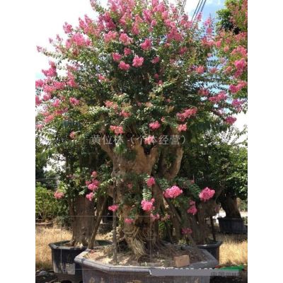 500畝布迪椰子基地直銷(xiāo)批發(fā) 規(guī)格* 物美價(jià)廉