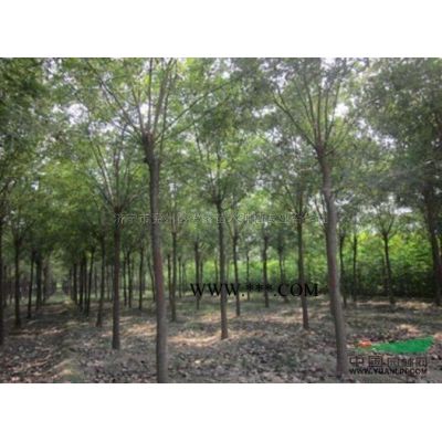 山東12公分速生白蠟批發(fā) 這是自家苗圃的12公分速生白蠟