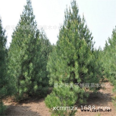 綠化工程專用**白皮松基地出售 2米 3米 4米白皮松價格
