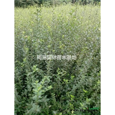 金森女貞，地苗，杯苗，各種球，
