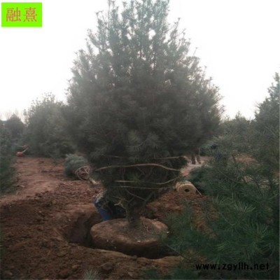 融熹園藝供應(yīng)5米白皮松樹大冠幅 白皮松基地