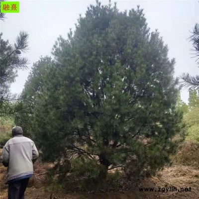 基地直銷 白皮松樹  價格優(yōu)惠   樹形飽滿 1.5 2 3米高白皮松樹價格 占地白皮松 白皮松種植基地