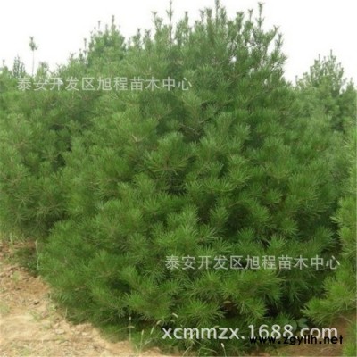 白皮松基地直銷現挖現賣 樹姿優美規格齊全白皮松 樹苗綠化專用