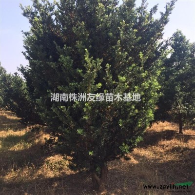 湖南黃楊、瓜子黃楊、湖南優質黃楊種植基地、湖南金邊黃楊