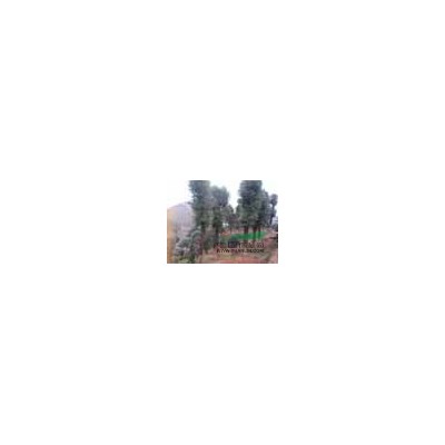 批發(fā)杜鵑工程用苗0.45元湖南杜鵑小苗價格