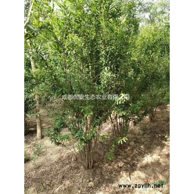 成都金邊黃楊苗低價格農(nóng)戶直銷工程小苗