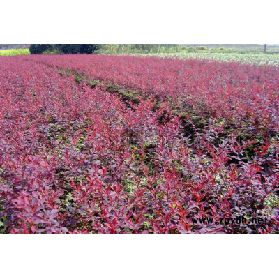 苗圃直銷瓜子黃楊苗   小葉黃楊苗    豆瓣黃楊苗量大優(yōu)惠