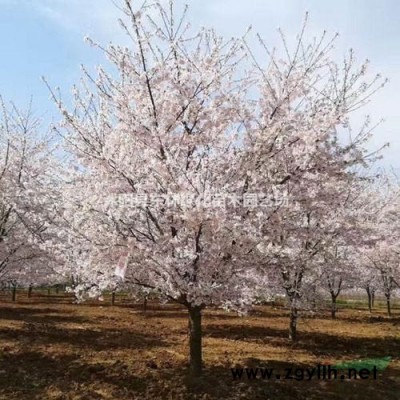 供應(yīng)海桐、連翹、南天竹、衛(wèi)茅、蜀檜、紅葉小檗、月季