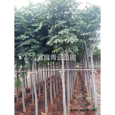 云南地區(qū)供應(yīng)袋苗高桿月季， 一手貨源 耐寒冷 花色艷麗