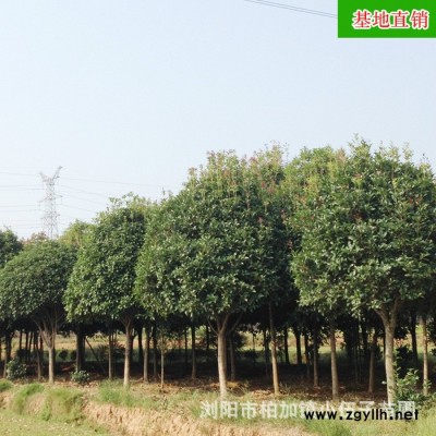 批發(fā)供應 湖南桂花樹 樹形優(yōu)美八月桂綠化苗木 4米冠幅基地直銷