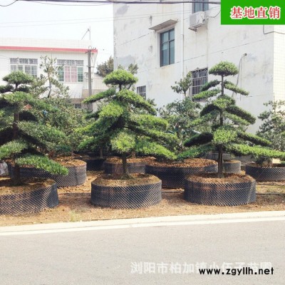 批發(fā)造型羅漢松 綠化苗木 羅漢松苗  市政園林 價格合理 質(zhì)量保證