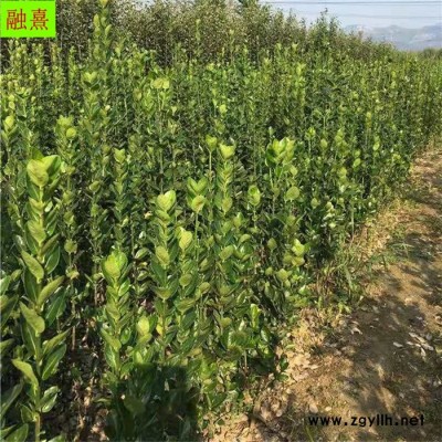 供應綠化苗木北海道黃楊 歡迎實地考察訂貨 提供種植技術 1米1.5米1.8米2米北海道  山東北海道黃楊
