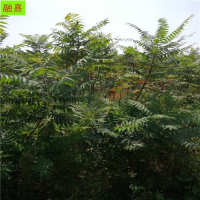 基地直銷供應多種苗木 園林綠化苗木火炬樹 火炬小苗
